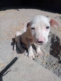 kohati ghultair female dog