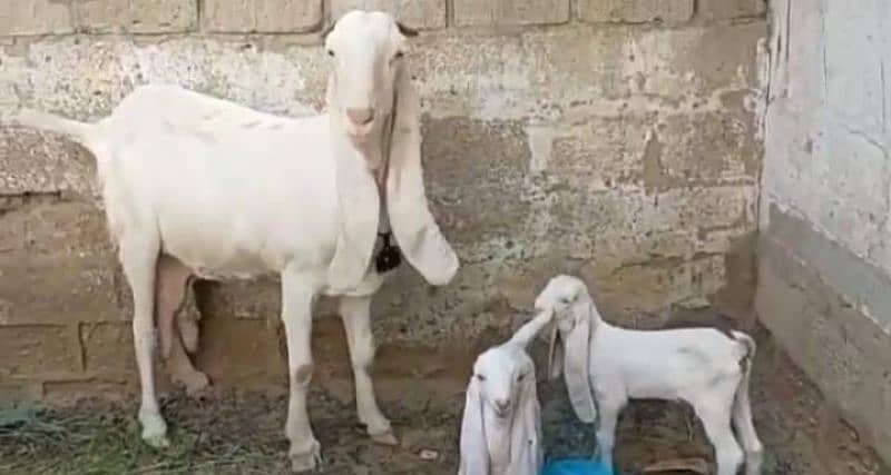 Gulabi Bakri 3 Bacchon Ka Sath For Sale Call *"03134935016 0