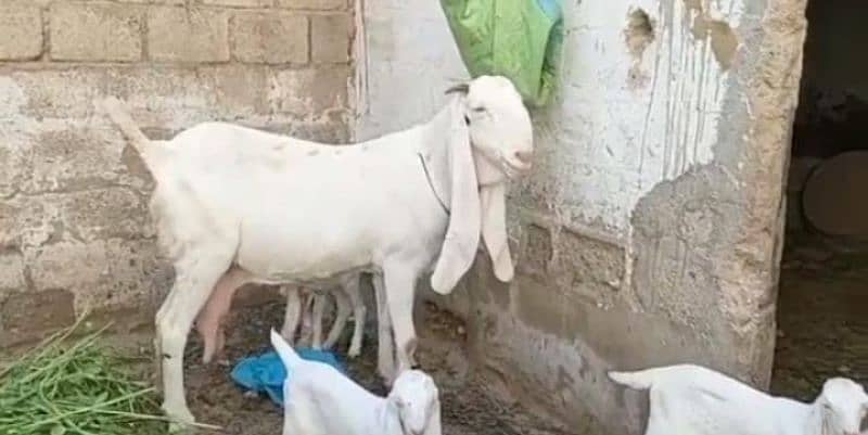 Gulabi Bakri 3 Bacchon Ka Sath For Sale Call *"03134935016 3