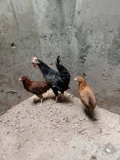 Hen