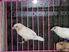 Bangalese pair for sale