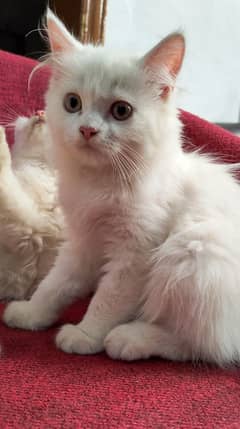 Triple Coated Persian Kittens Pair for Sale