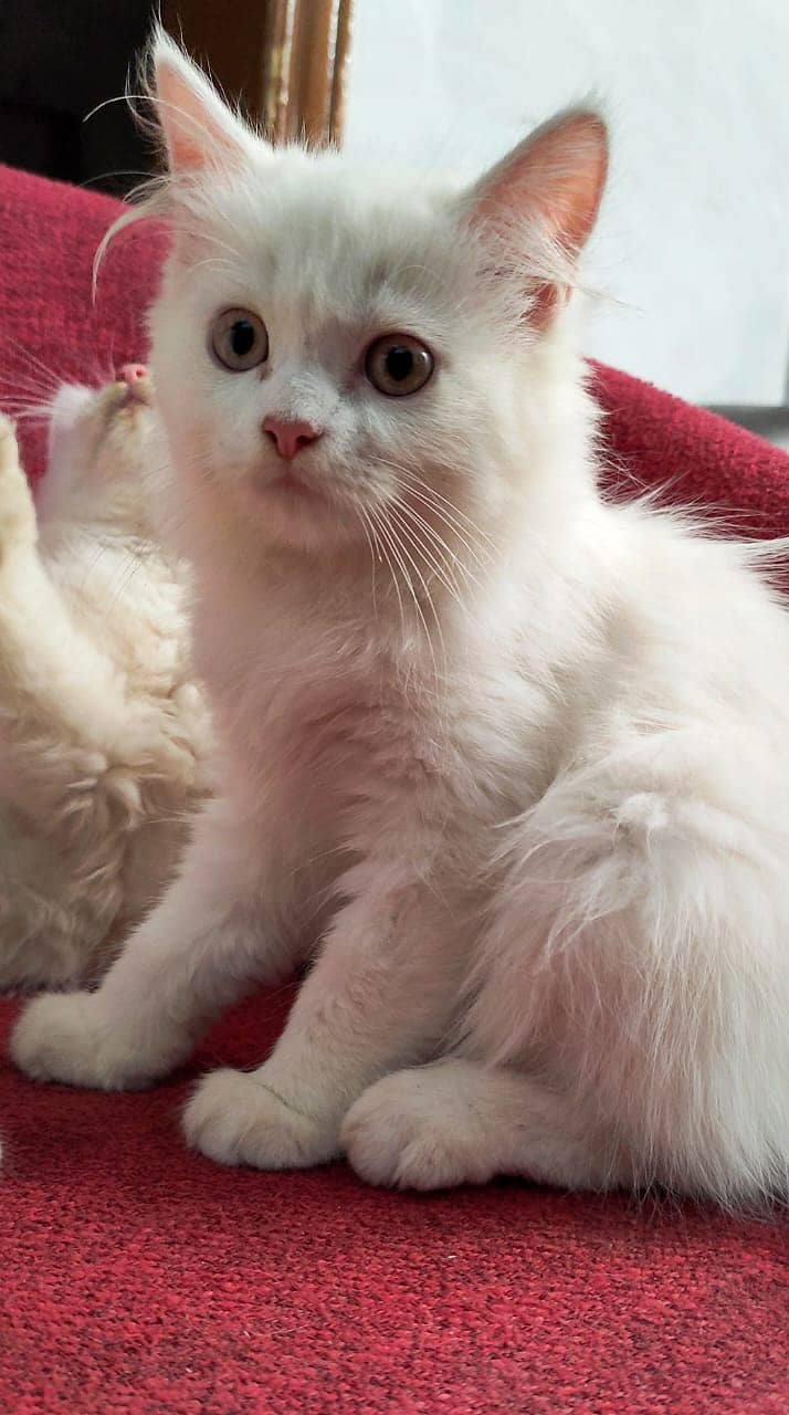 Triple Coated Persian Kittens Pair for Sale 0