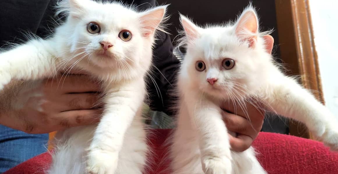 Triple Coated Persian Kittens Pair for Sale 3