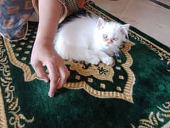 Persian kittens triple coated dolly face generation