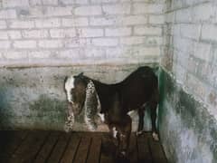 Goat Bakra Sadiqabad breed