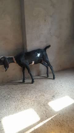 Amratsari path female forsale dodh dene wali nasal 0