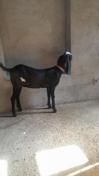 Amratsari path female forsale dodh dene wali nasal 2