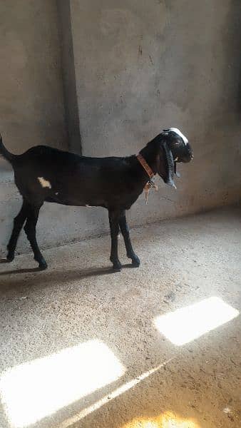 Amratsari path female forsale dodh dene wali nasal 3