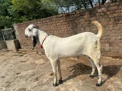 breeder bacha Aage 10 months 0