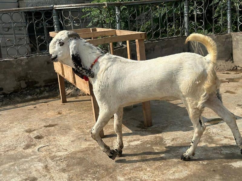 breeder bacha Aage 10 months 3