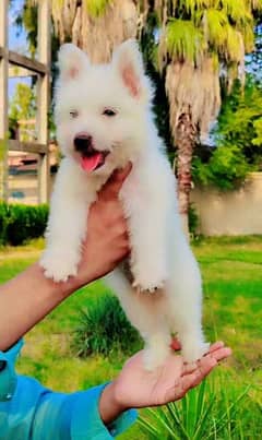 zero size toy breed full long coat male puppy family dog for sale