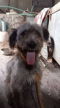 Irish wolfhound breed female grey colour friendly female