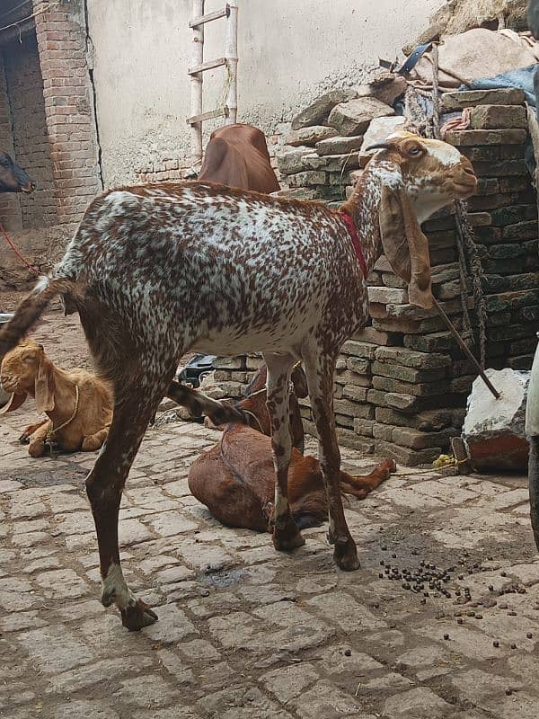 Desi 2Bakra and 1 bakri 6