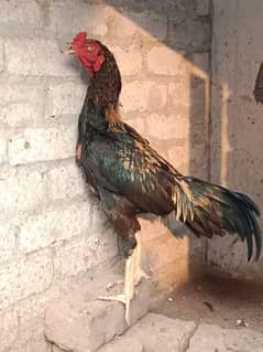 Thai Jawa / Aseel Murgha / Desi Murgha / Hen For Sale / Aseel Hen