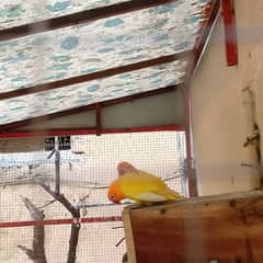 lovebird lutino persanata for sale. .