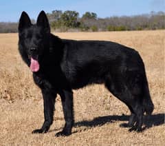 black shepherd