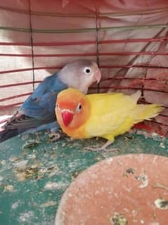 love birds