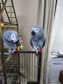 African grey/cango grey