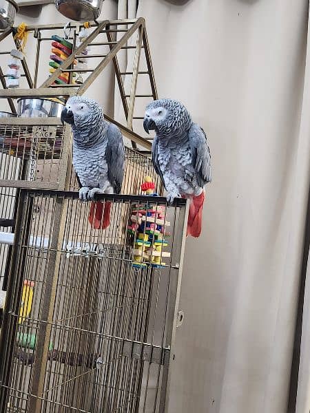 African grey/cango grey 1