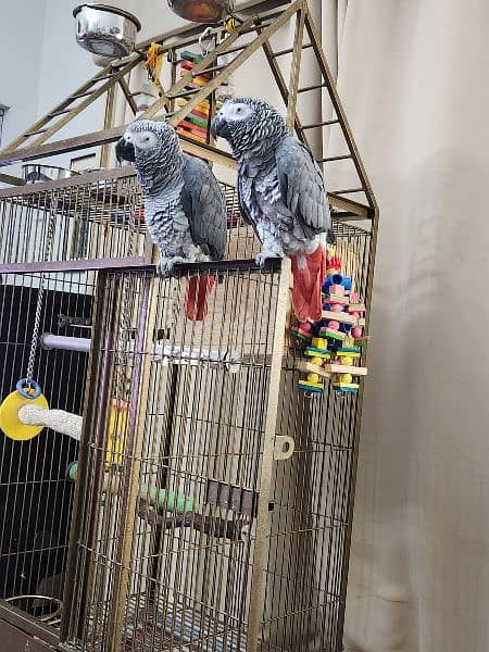 African grey/cango grey 2