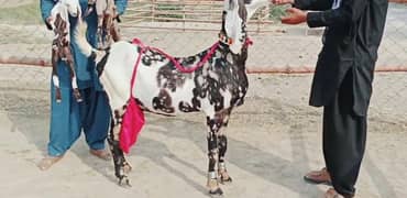 Desi Bakri 2 Bacchon Ka Sath For Sale Call "*03226643435