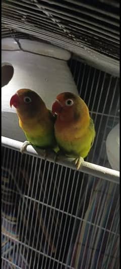 Love Parrot Couple