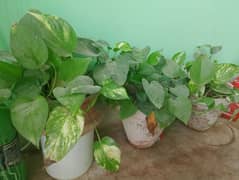 Money plants & Sing onium plant 0