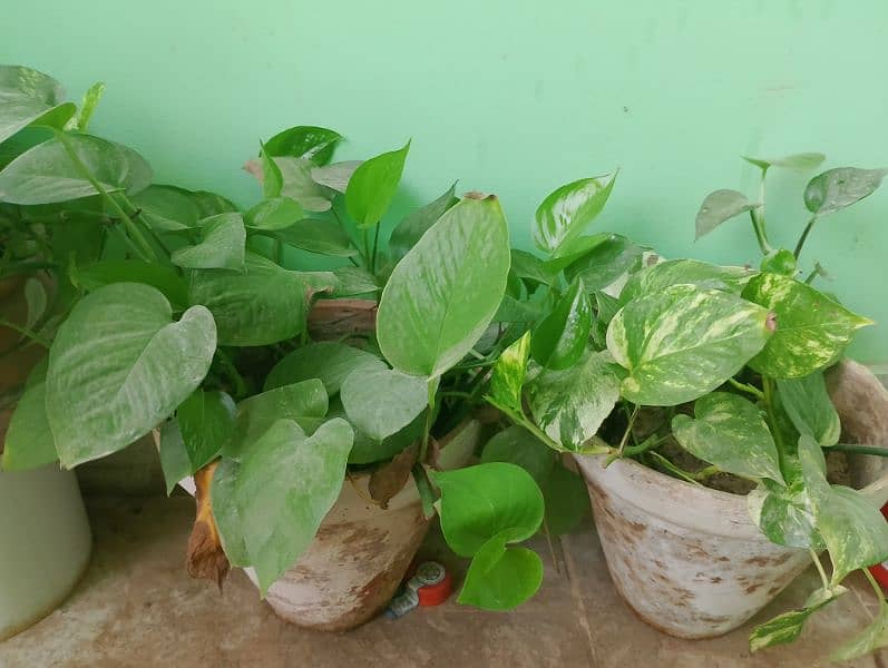 Money plants & Sing onium plant 1