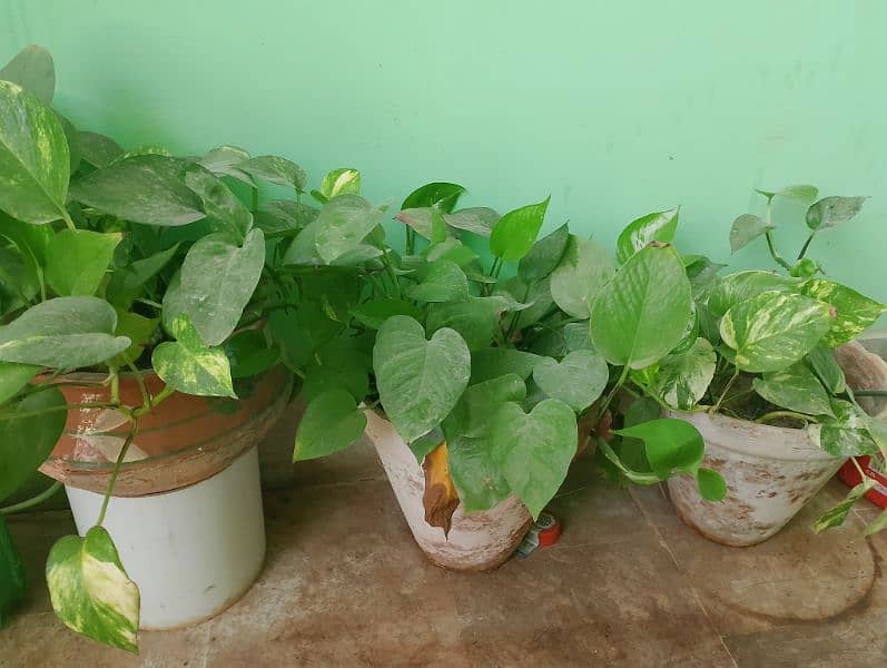 Money plants & Sing onium plant 2