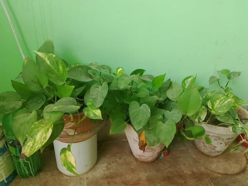 Money plants & Sing onium plant 5