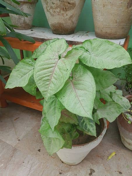 Money plants & Sing onium plant 7