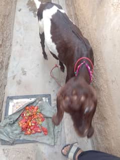 Goat bakri for sale ,sasti bakri