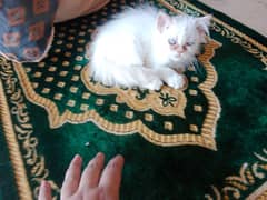 Persian kittens 0