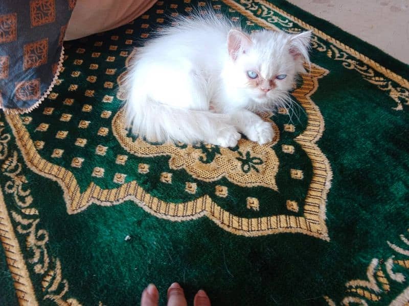 Persian kittens 1