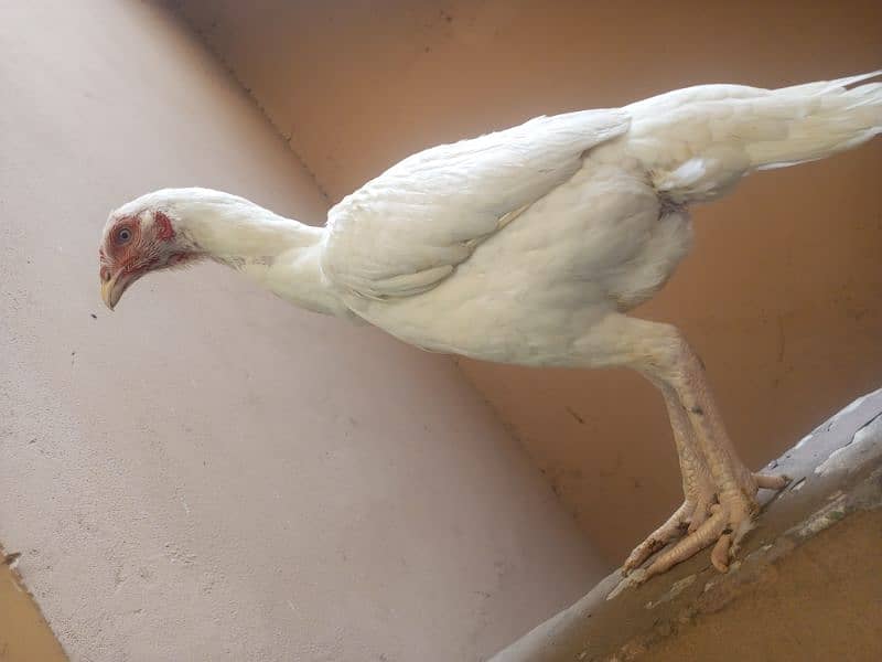 Aseel Heera hen female (03204661930) 1