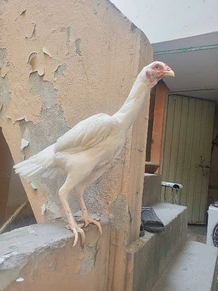 Aseel Heera hen female (03204661930) 3