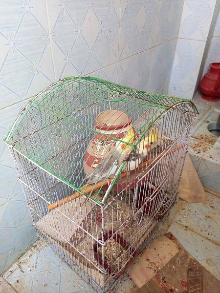 Cockatial pair with cage 1