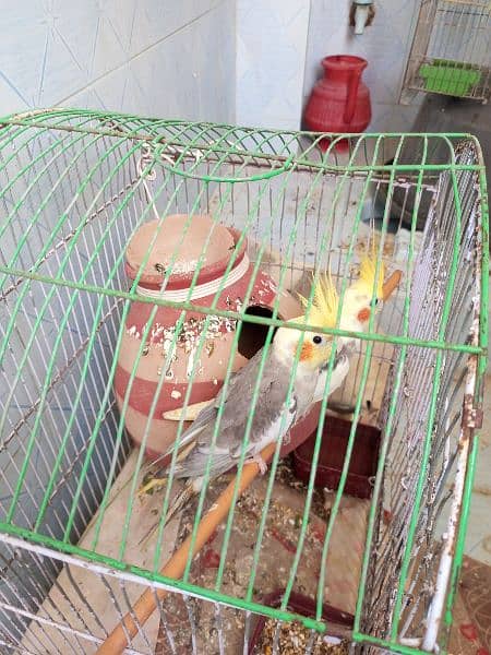 Cockatial pair with cage 2