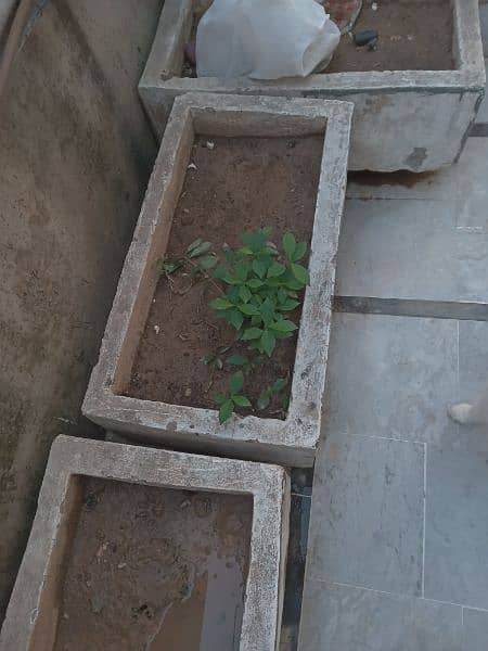 Iam selling plant pots made out of cement. 5