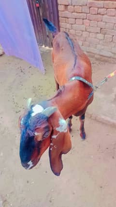 Pregnant Nagri bakri or Kamori Sindhi bakri 0