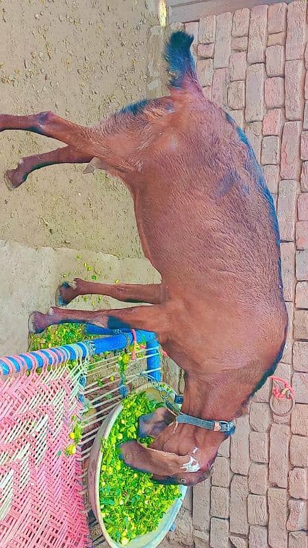 Pregnant Nagri bakri or Kamori Sindhi bakri 1