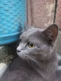 British short hair Chartreux Female