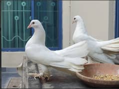 Fantail Breeding pair