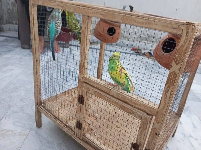 Australian budgies 0