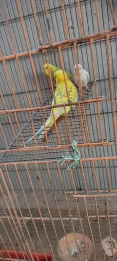 Budgies pair h good size may h