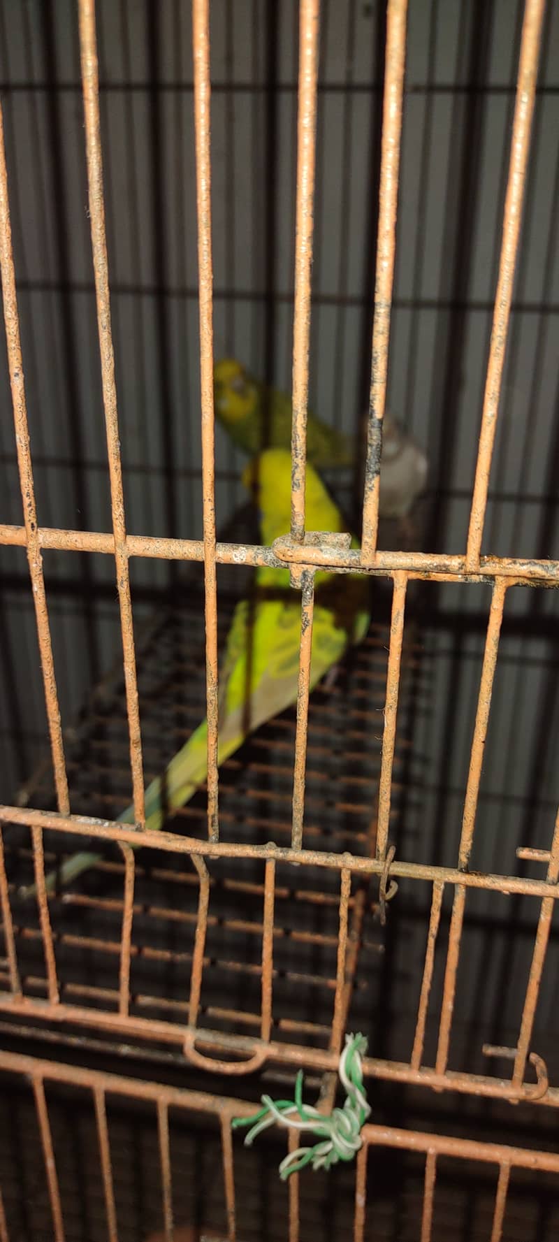 Budgies pair h good size may h 1