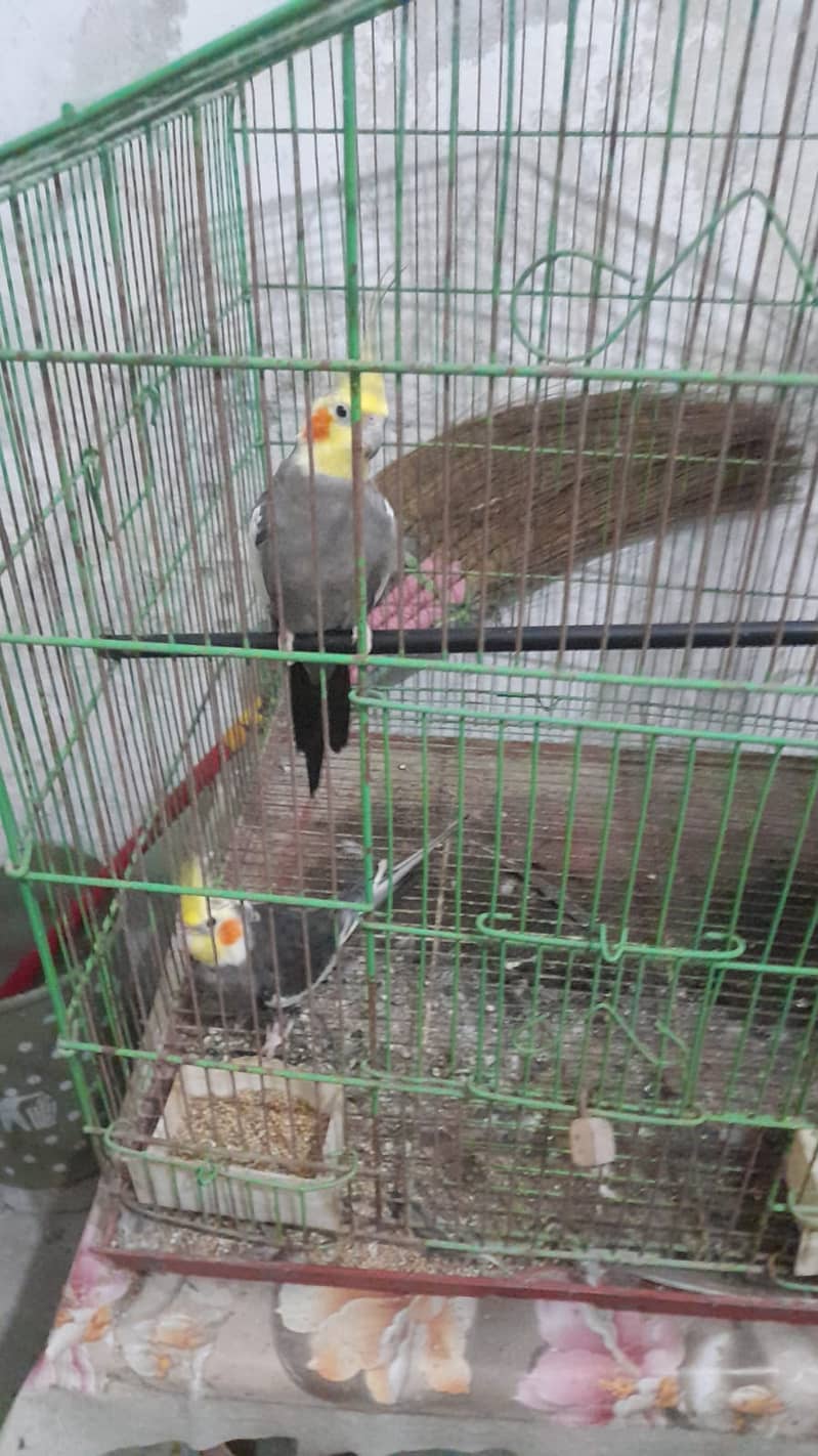 pair of cockatiel pair of love birds 0