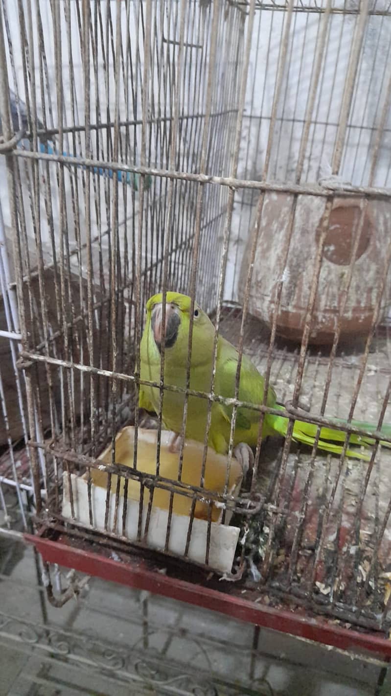 pair of cockatiel pair of love birds 3