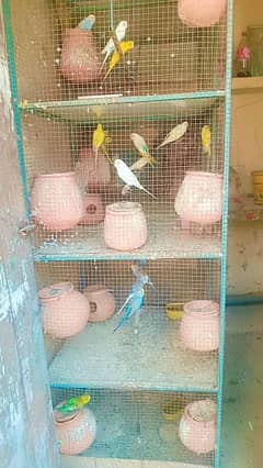 Australian parrot sales with cage